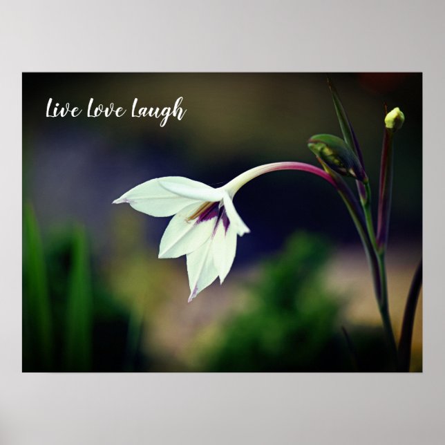 Poster Blanc Gladiolus Garden Fleur Motivation (Devant)