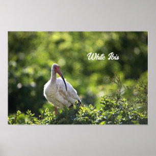 Poster blanc Ibis