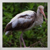 Poster blanc Ibis pour mineurs