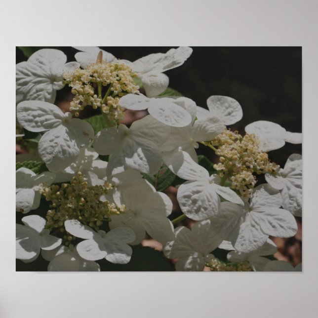 Poster Blanc Lacecap Hydrangea Fleurs (Devant)