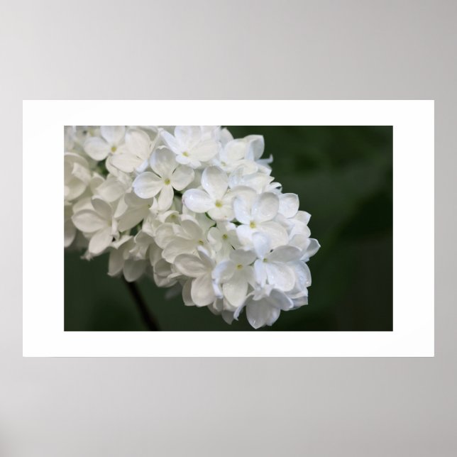 Poster blanc Lilacs (Devant)