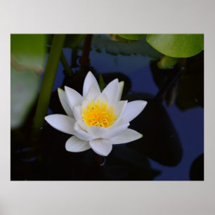 Poster blanc Lotus