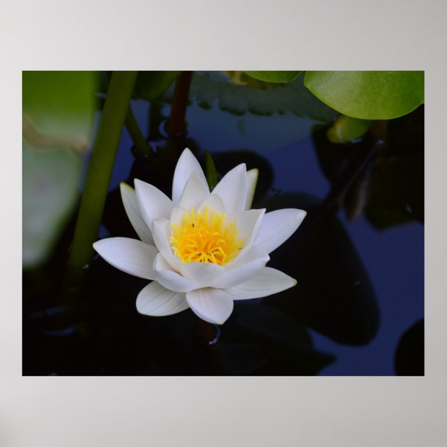 Poster blanc Lotus (Devant)