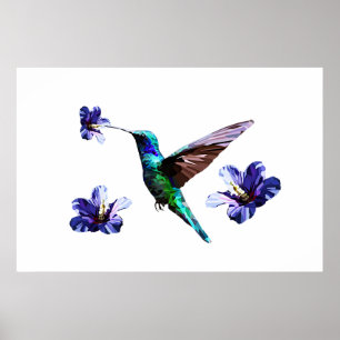 Poster blanc magnifique de colibri/Hibiscus