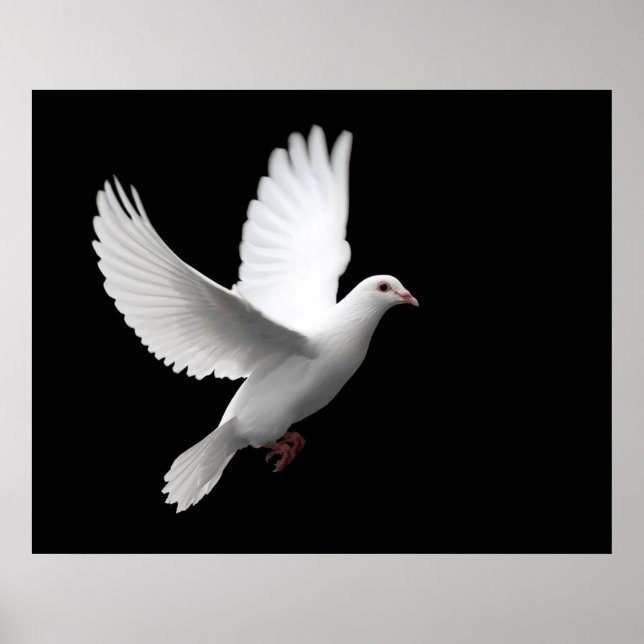 POSTER BLANC PEACE DOVE EN VOL (Devant)