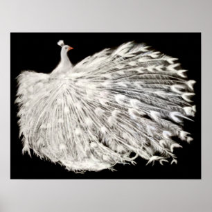 Poster blanc Peacock