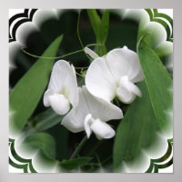 Poster blanc Pois doux Imprimer
