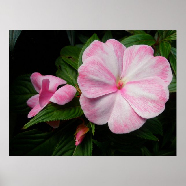 Poster blanc rose Impatiens (Devant)