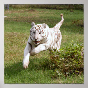 Poster blanc Tigre Vous La Customisez