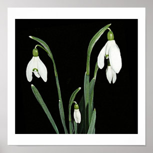 Poster Blancs de neige fleurs de printemps sur art noir