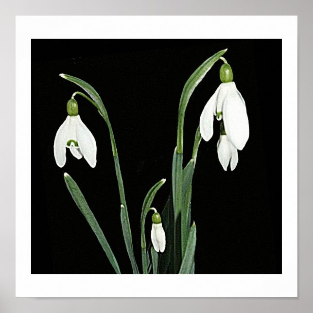 Poster Blancs de neige fleurs de printemps sur art noir (Devant)