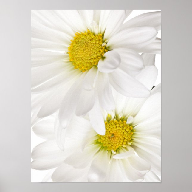 Poster Blancs - Modèle Fleur de marguerite Customisé (Devant)