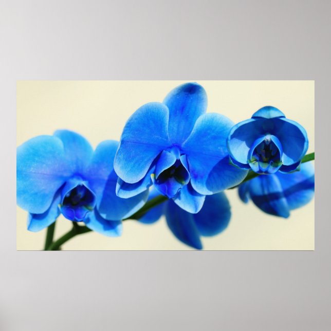 Poster Blaue Orchideen (Devant)