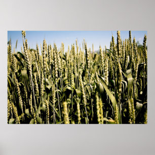 Poster Blé