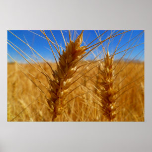 Poster Blé