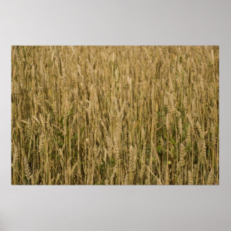 Poster blé
