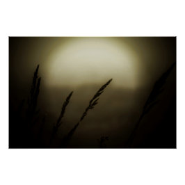 Poster Blé au coucher du soleil