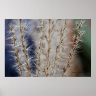Poster Blé d'hiver 2