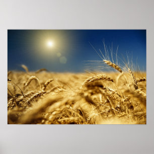 Poster Blé d'or et ciel bleu avec soleil