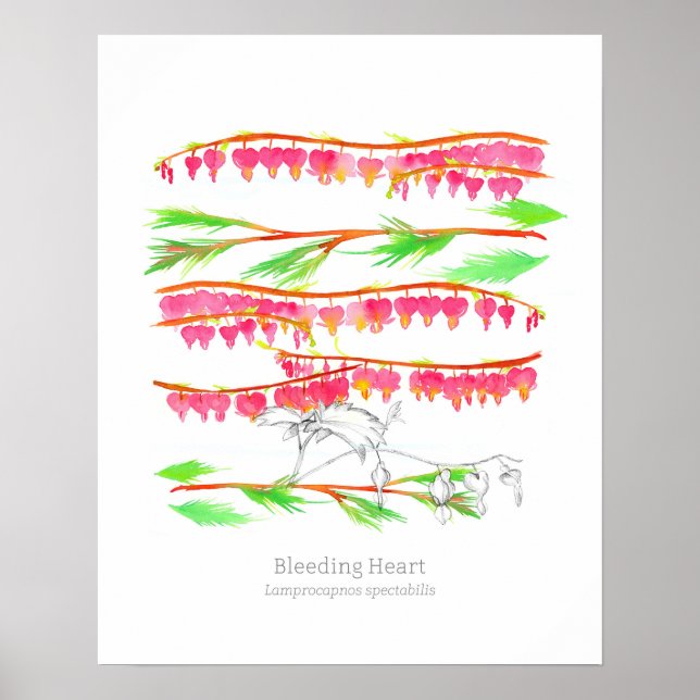 Poster Bleeding Heart Langue des Fleurs Art Botanique (Devant)