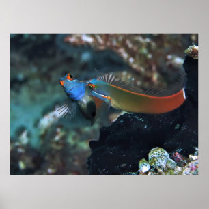 Poster Blenny Battle