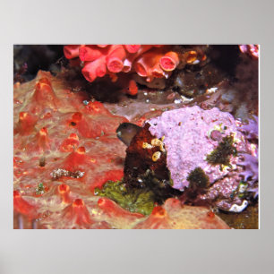 Poster Blenny Peeking