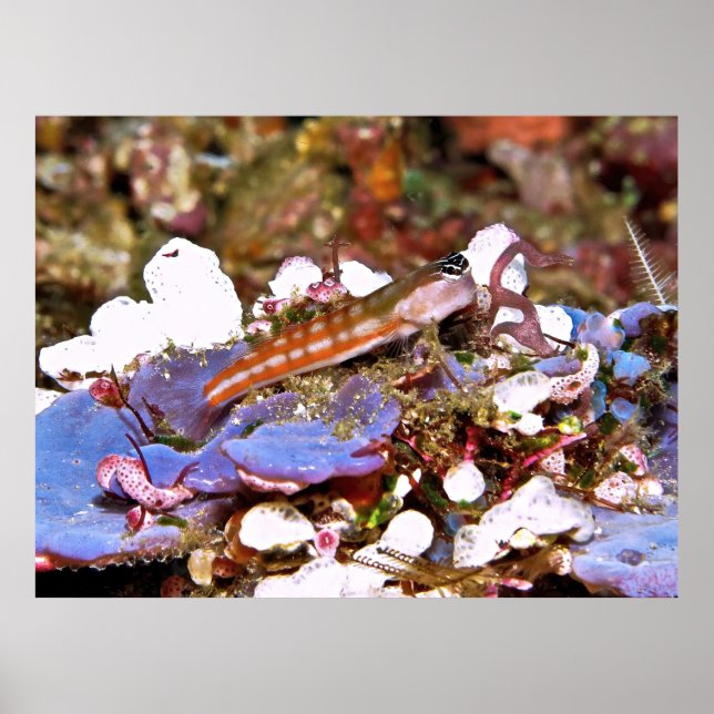 Poster Blenny rayé orange (Devant)