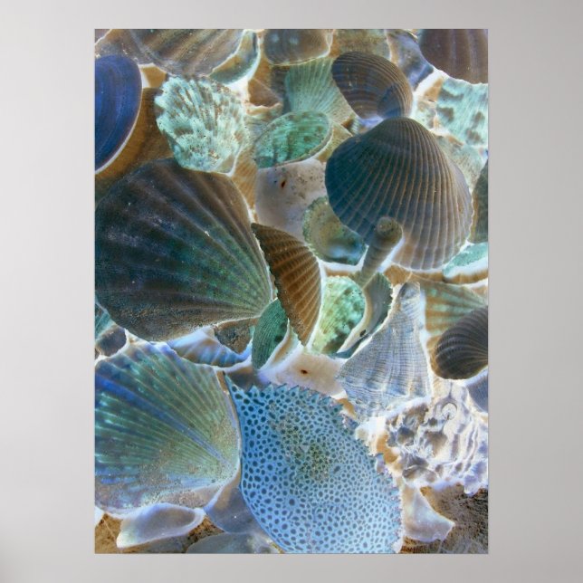 Poster Bleu Coques de mer Canvas Art (Devant)