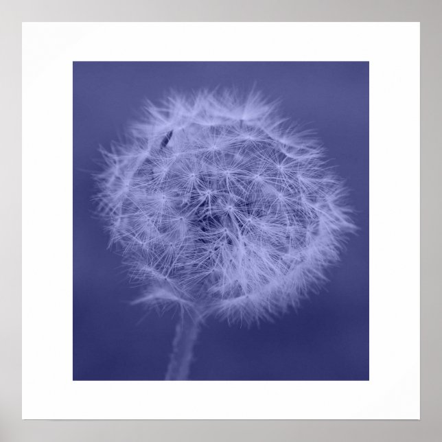 Poster bleu Dandelion/Imprimer (Devant)