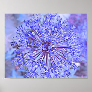 Poster Bleu de fleur d'allium