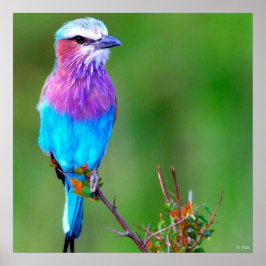 Poster Bleu d'oiseaux