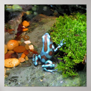 Poster Bleu grenouille à tarte CB