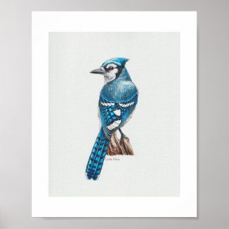 Poster Bleu Jay