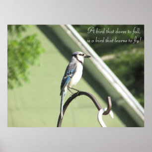 Poster Bleu Jay Photo Citation Inspirationnelle