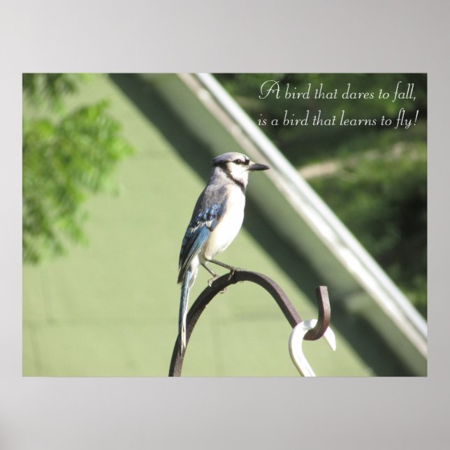 Poster Bleu Jay Photo Citation Inspirationnelle (Devant)