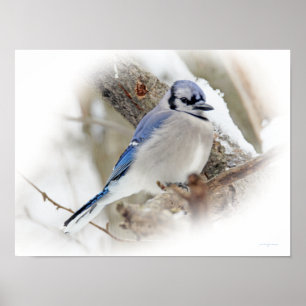 Poster Bleu Jay Songbird en neige