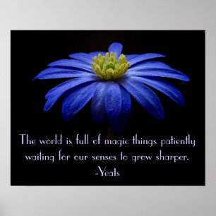 Poster Bleu marguerite avec Citation de Yeats