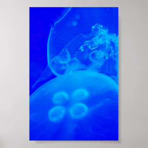 Poster Bleu méduse