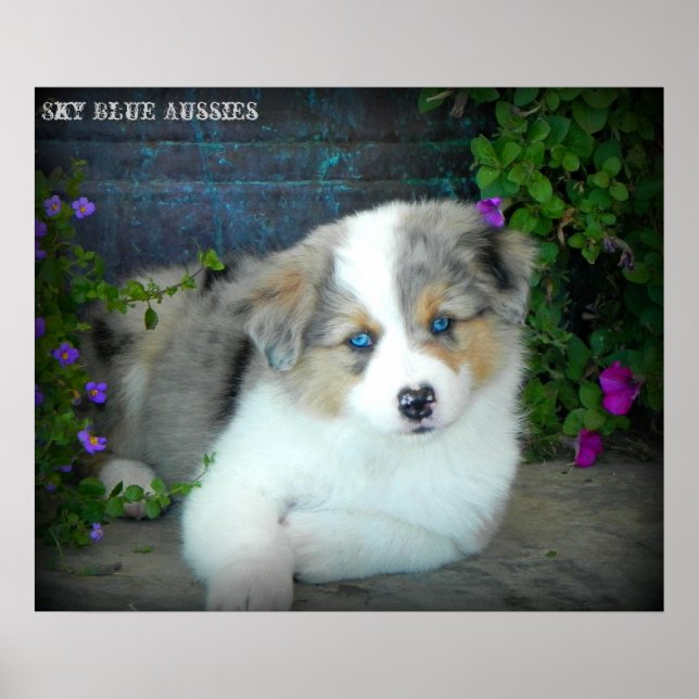 Poster bleu Merle Aussie 3 Chiot (Devant)