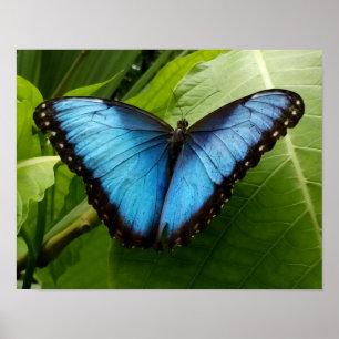 Poster Bleu Morpho papillon photo de la nature