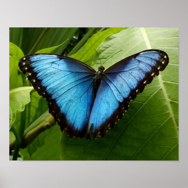 Poster Bleu Morpho papillon photo de la nature (Devant)