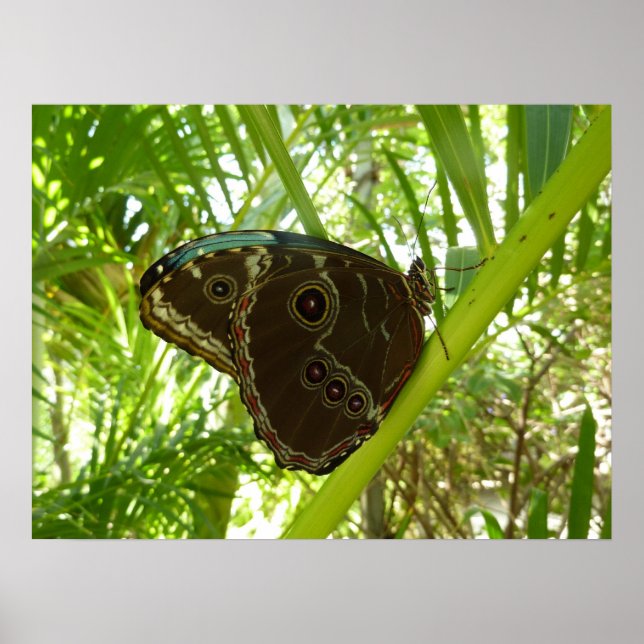 Poster Bleu Morpho Papillon Tropical Nature Photographie (Devant)