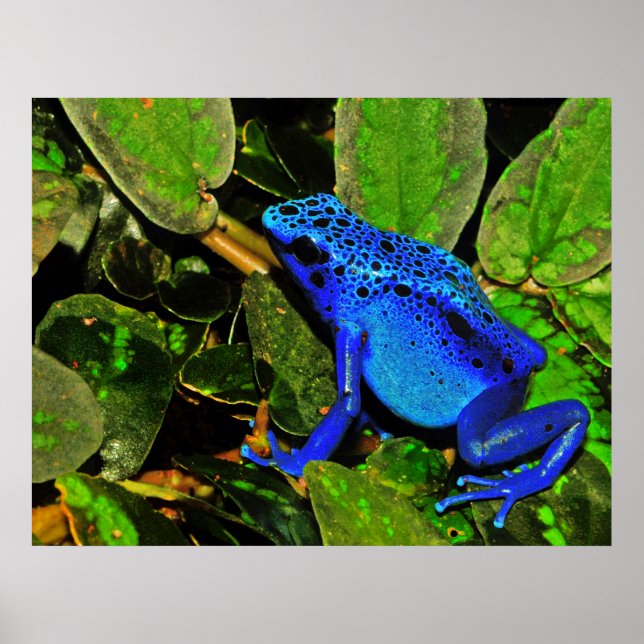 Poster Bleu Poison grenouille Dendrobates azureus (Devant)