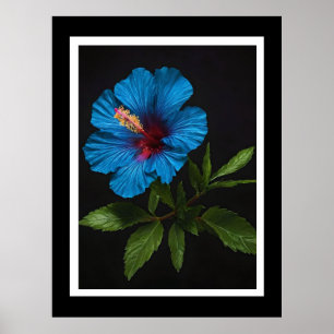 Poster "Bleu rayonnant : Hibiscus Flower Against On Black