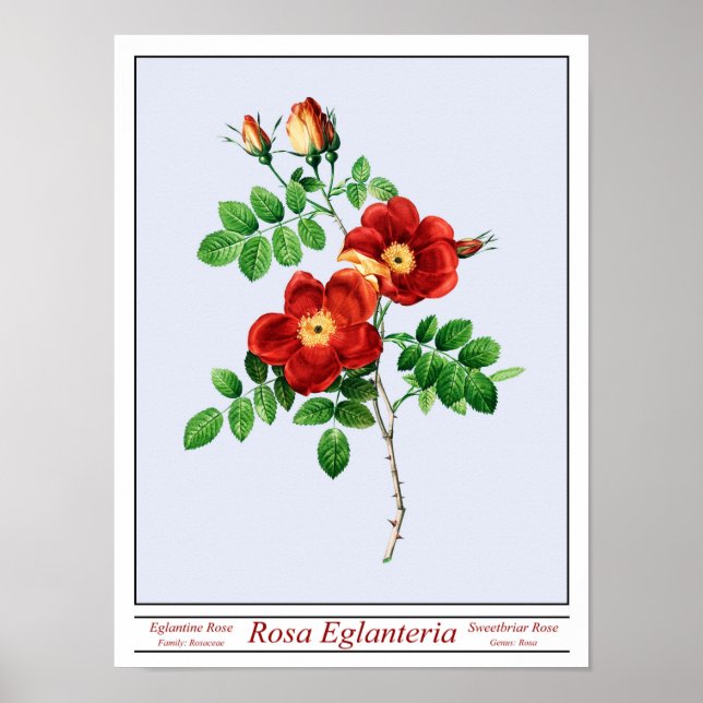 Poster bleu Rosa Eglanteria (Devant)