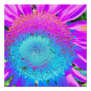 Poster Bleu rose funky floral rétro tournesol photo