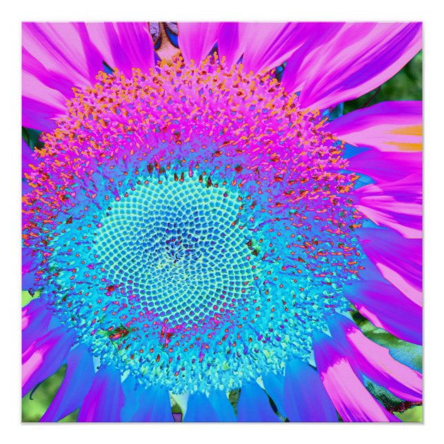 Poster Bleu rose funky floral rétro tournesol photo (Devant)