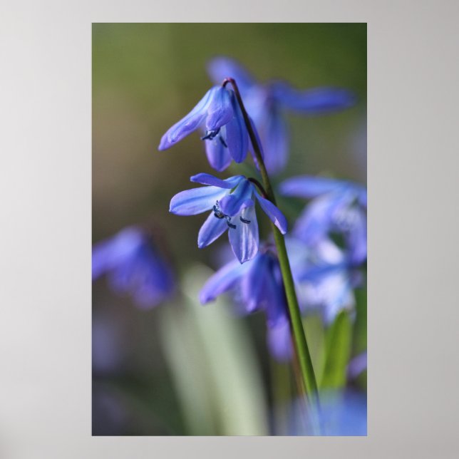 Poster Bleu Scilla siberica (Squill en Bois) Fleurs (Devant)