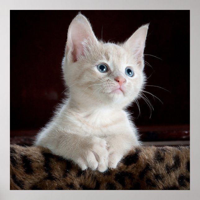 Poster Bleu teint blanc Kitten (Devant)