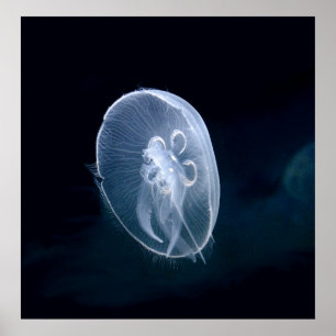 Poster Bleu translucide brillant de méduse Imprimer